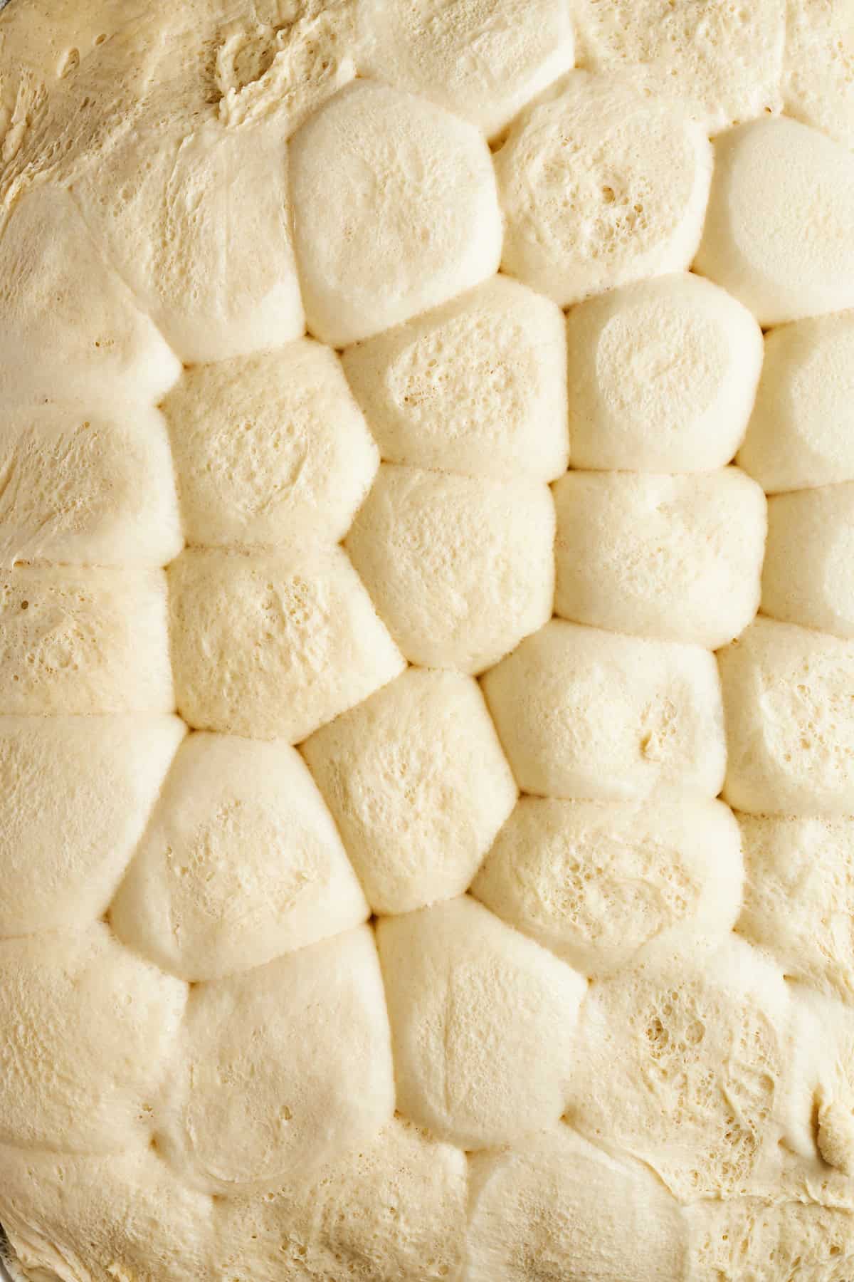 Raw risen dinner rolls on a baking sheet. 